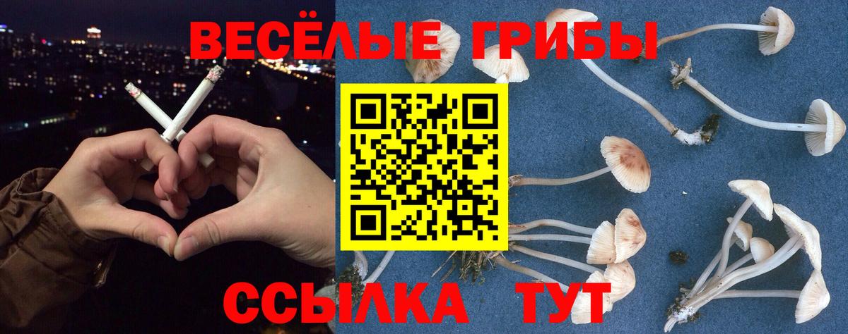 Галлюциногенные грибы Psilocybine cubensis Ахтубинск