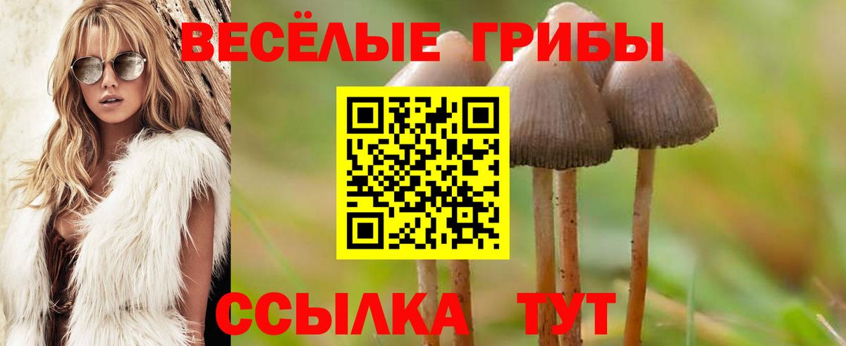 Псилоцибиновые грибы Psilocybe  цена   Ахтубинск  Галлюциногенные грибы GOLDEN TEACHER  Вход с VPN 